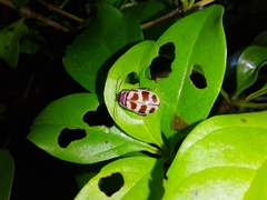 Alagoasa decemguttata