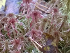Sphagnum