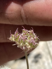 Perideridia bolanderi