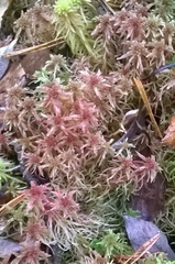 Sphagnum