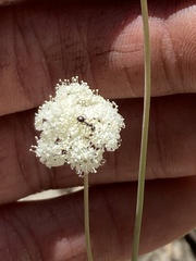 Perideridia bolanderi