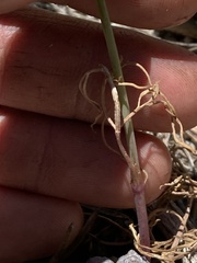 Perideridia bolanderi