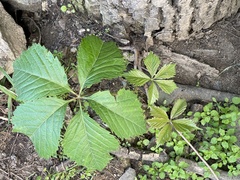 Parthenocissus inserta