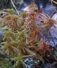 Sphagnum
