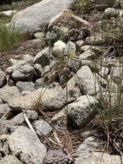 Perideridia bolanderi