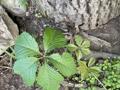 Parthenocissus inserta