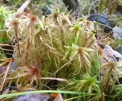 Sphagnum