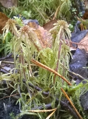 Sphagnum