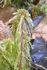 Sphagnum