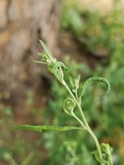 Hayhurstia atriplicis