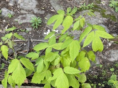 Acer negundo