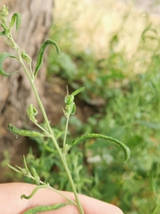 Hayhurstia atriplicis