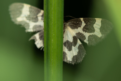 Lomaspilis opis nigrita