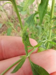 Hayhurstia atriplicis