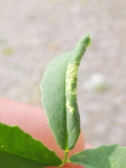 Phyllonorycter insignitella