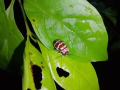 Alagoasa decemguttata