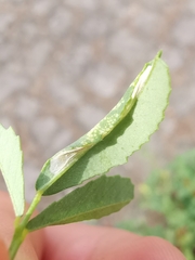 Phyllonorycter insignitella