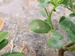 Erysiphe pisi