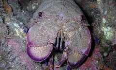 Scyllarides squammosus