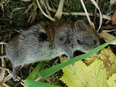 Craseomys rufocanus