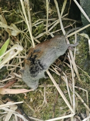 Craseomys rufocanus