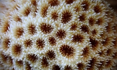 Leptastrea transversa