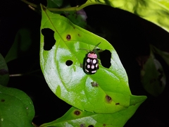 Alagoasa bipunctata