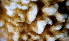 Leptoseris incrustans