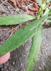 Phytomyza solidaginis