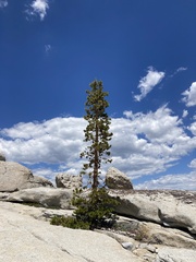 Pinus contorta murrayana