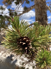 Pinus contorta murrayana