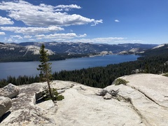 Pinus contorta murrayana