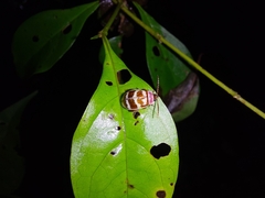 Alagoasa decemguttata