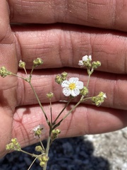 Ivesia santolinoides