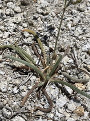 Ivesia santolinoides