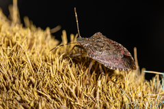 Halyomorpha halys