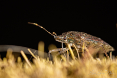 Halyomorpha halys