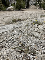 Ivesia santolinoides