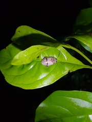 Walterianella tenuicincta