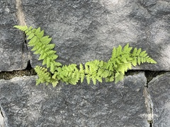 Cystopteris fragilis