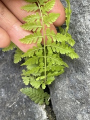 Cystopteris fragilis