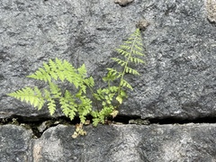 Cystopteris fragilis