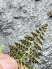 Cystopteris fragilis