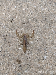 Paravaejovis spinigerus