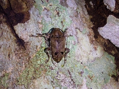 Trypanidius notatus