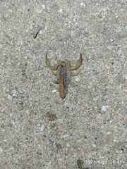 Paravaejovis spinigerus