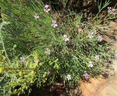 Pelargonium laevigatum oxyphyllum