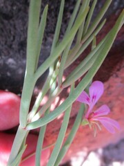 Pelargonium laevigatum oxyphyllum