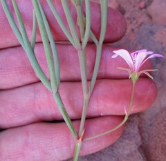 Pelargonium laevigatum oxyphyllum