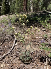 Chaenactis douglasii douglasii